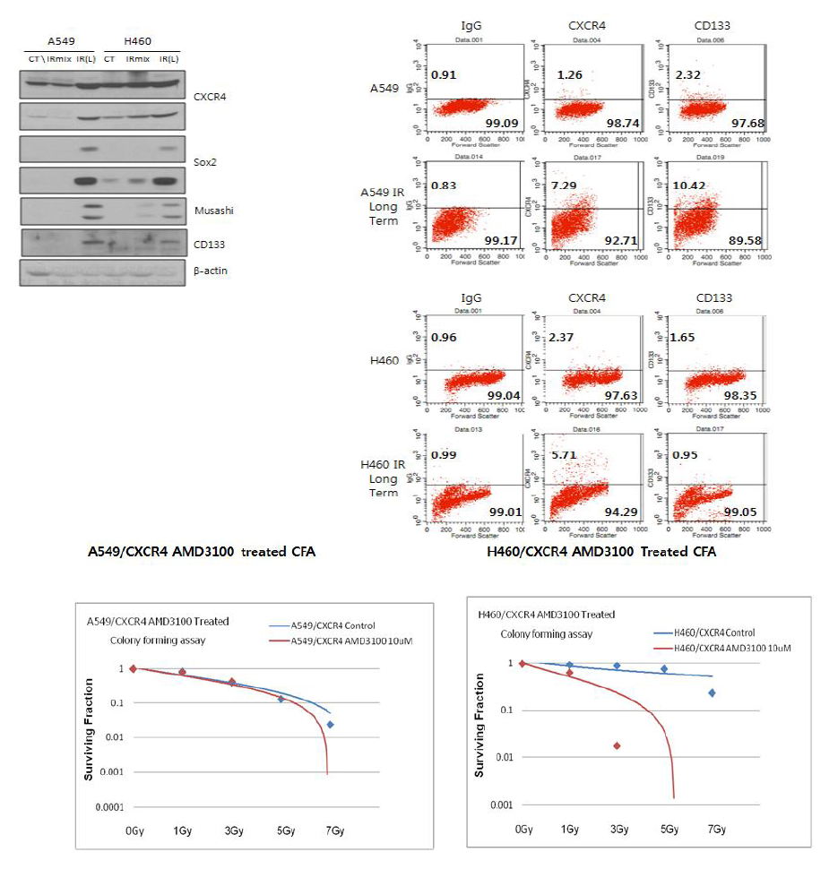 방사선 저항성 세포군에서 CXCR4 및 줄기화 인자 발현 영향 분석