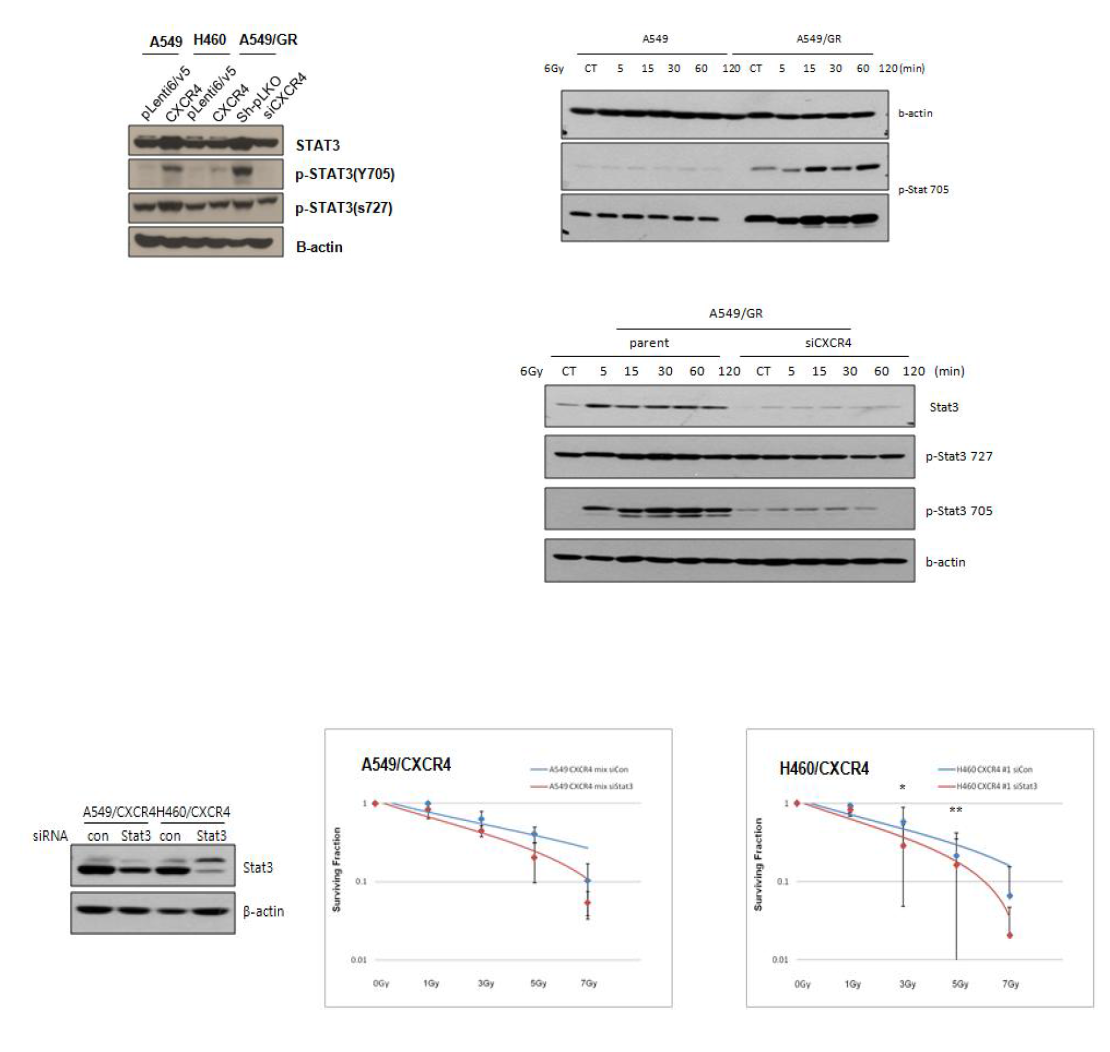 폐암세포의 방사선 저항성에서 STAT3의 역할 규명