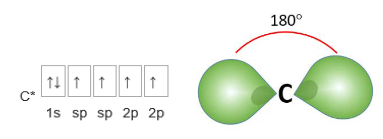2개의 sp 궤도를 갖는 탄소원자의 전자배치 및 궤도 모형