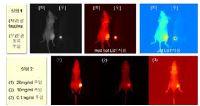1차/2차 동물실험의 형광 영상 결과