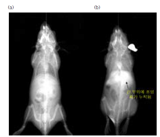 조영제 효과 비교 (a) 조영제 미투여쥐, (b) 조영제 투여쥐