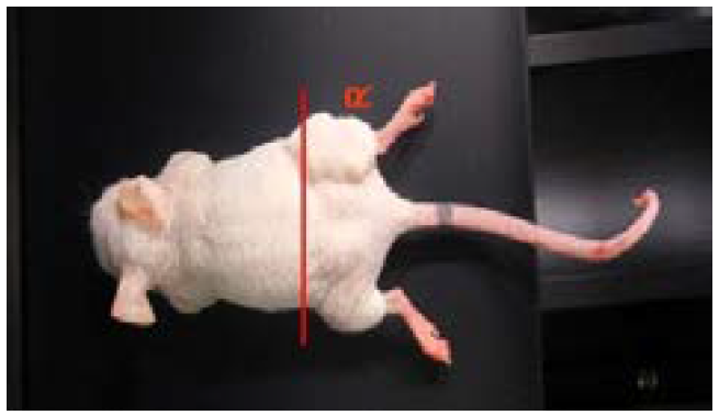 Iodine 조영제가 주입된 실험 쥐. 빨간색 선은 복원 CT 영상의 단면