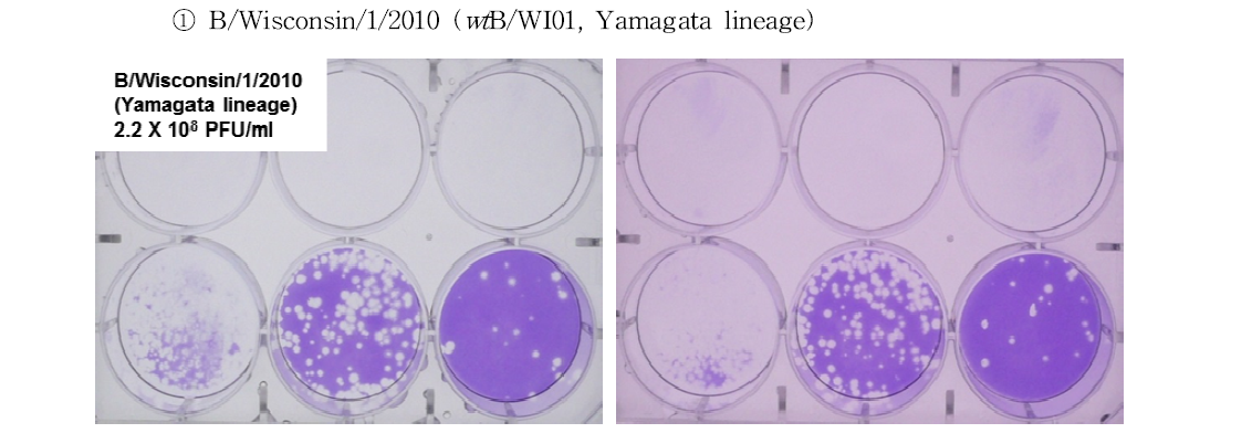 Plaque purification 수행을 위한 plaque assay 결과 (wtB/WI01)