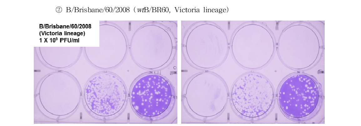 Plaque purification 수행을 위한 plaque assay 결과 (wtB/BR60)