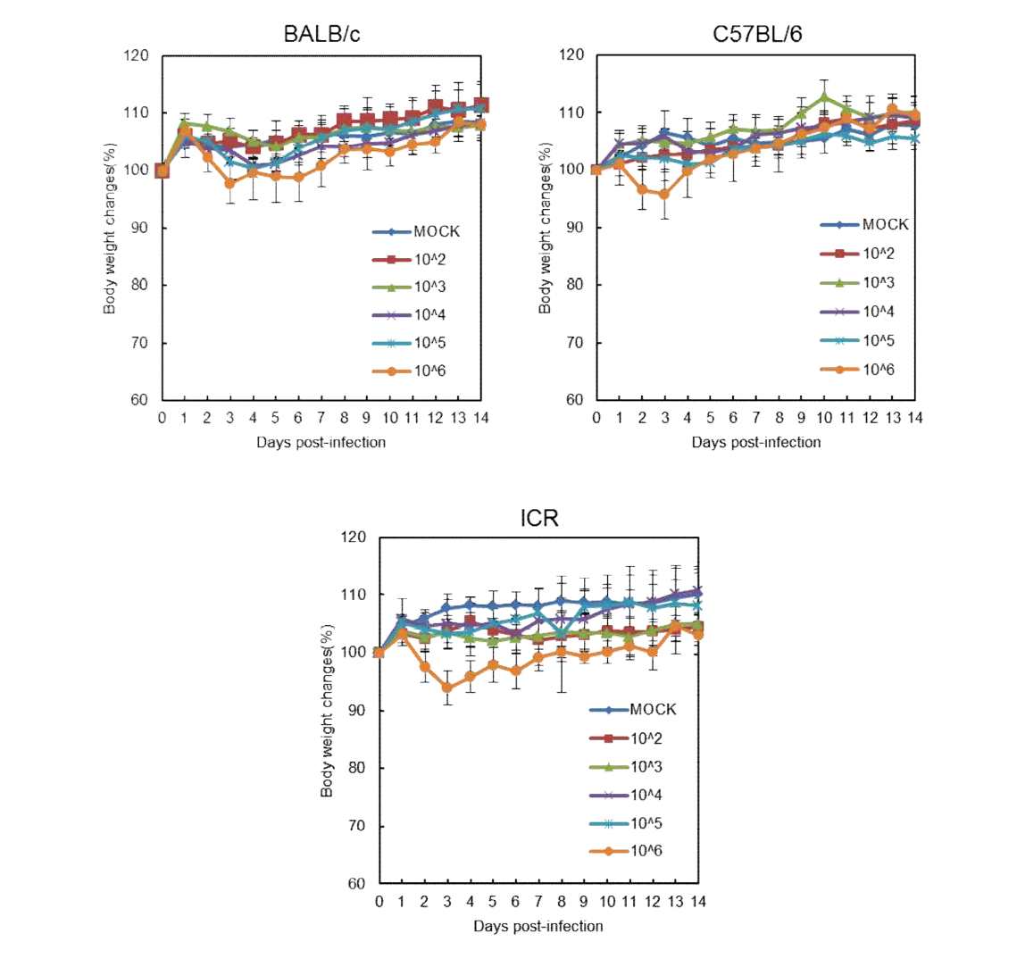 BALB/c, C57BL6, ICR 마우스에서의 체중변화 분석 결과