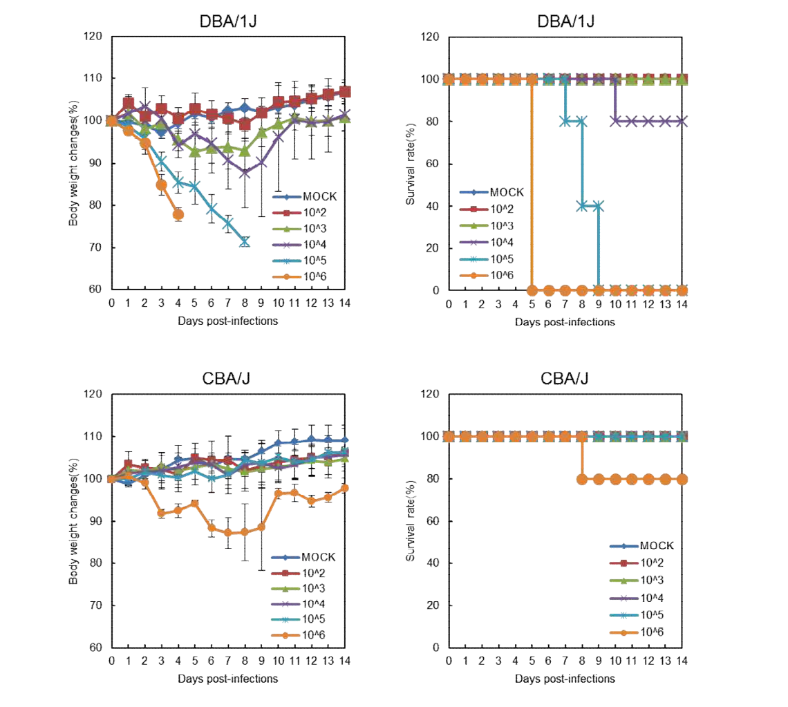 CBA/J, DBA/1J 마우스에서의 체중변화와 생존율 분석 결과