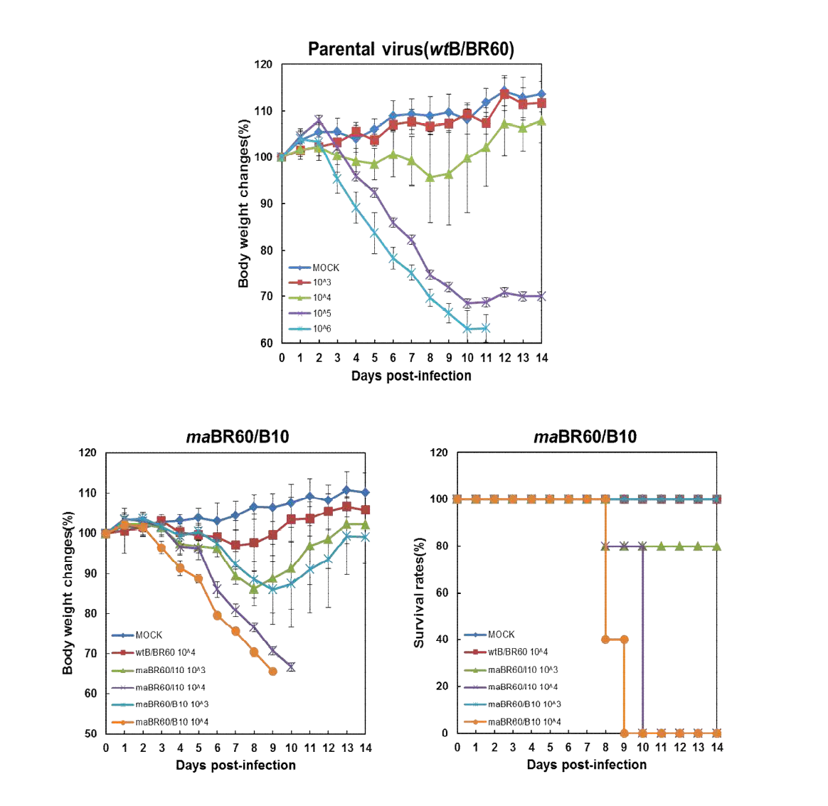 마우스 병원성 maB/BR60/B10, maB/BR60/I10 바이러스의 병원성 예비 평가