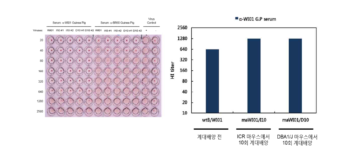 마우스 병원성 B형 바이러스 항원성 변이 평가 - maB/WI01/D10, maB/WI01/I10