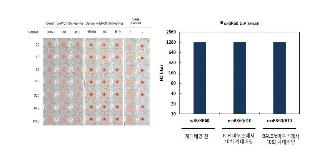 마우스 병원성 B형 바이러스 항원성 평가 - maB/BR60/B10, maBR601/I10