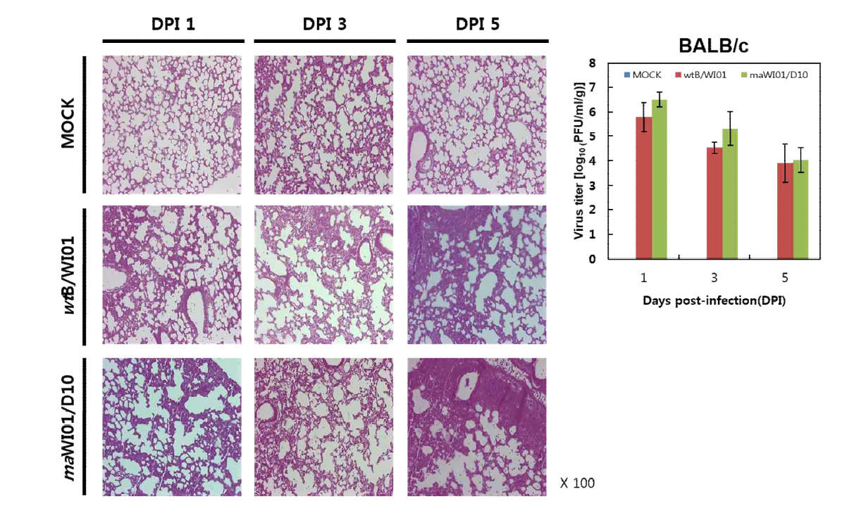마우스 병원성 B형 바이러스 폐역가 및 조직 병리학적 병변 - maB/WI01/D10