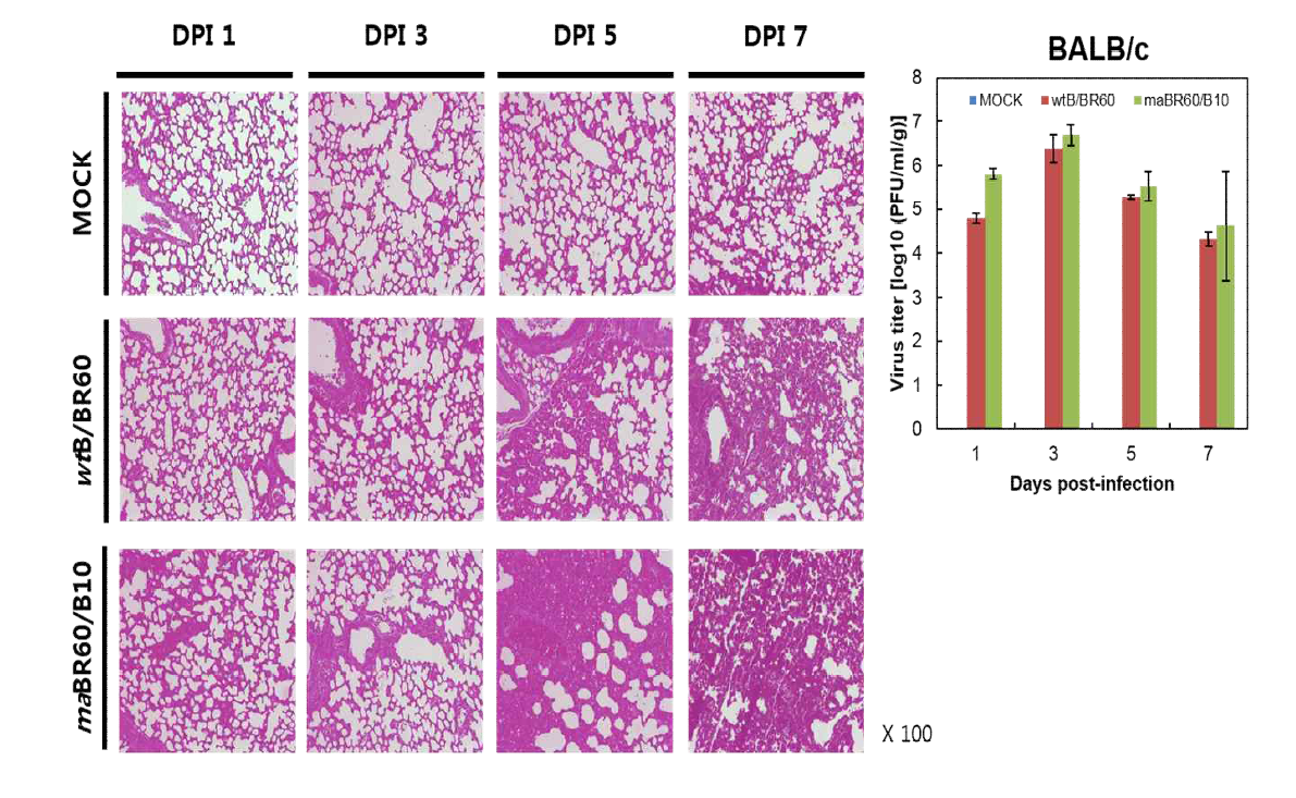마우스 병원성 B형 바이러스 폐역가 및 조직 병리학적 병변 – maB/BR601/B10