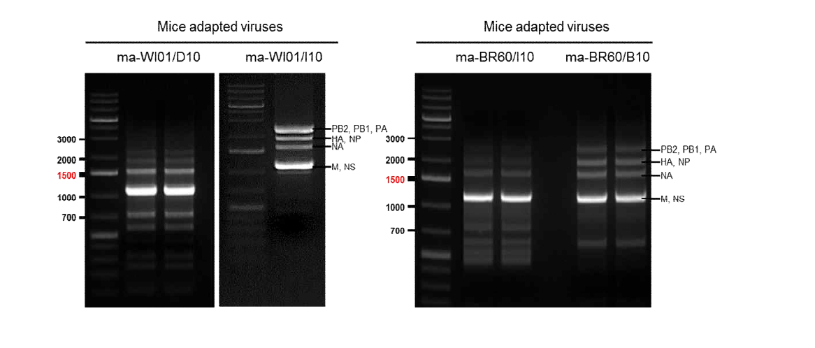 마우스 병원성 B형 바이러스 염기서열 분석을 위한 RT-PCR 결과