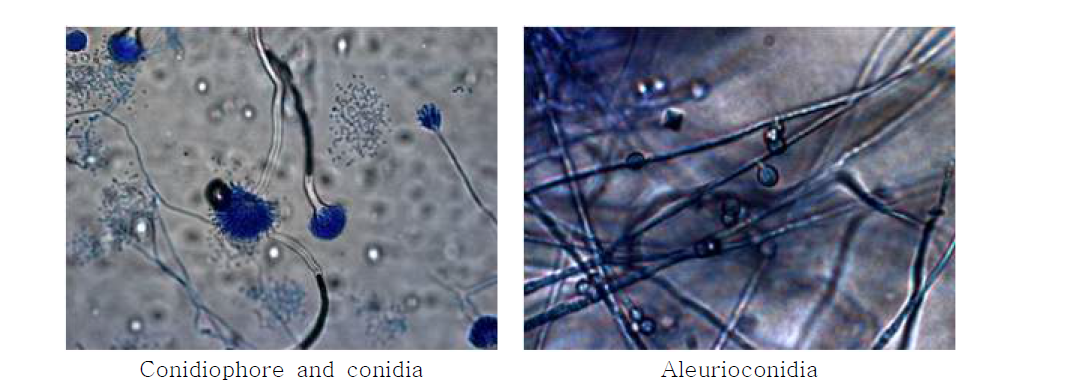 Aspergillus terreus의 형태학적 동정 예