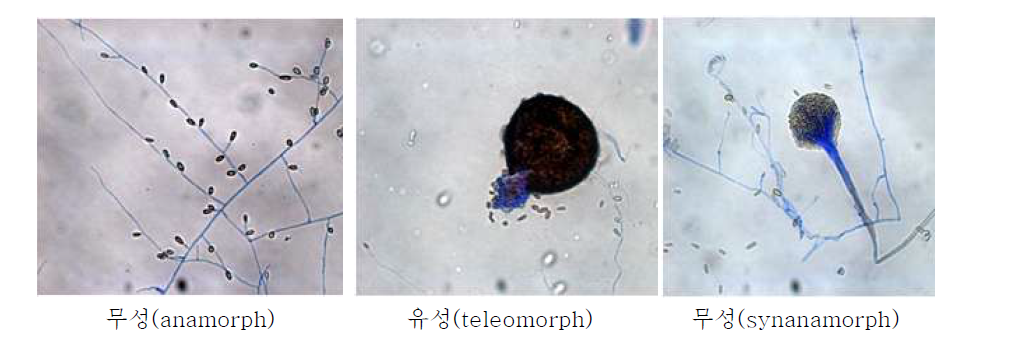 S. apiospermum의 형태학적 특성 분석