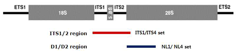 Scheme of ITS and D1/D2 region