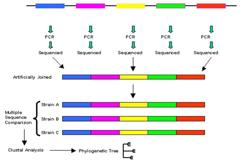 Scheme of MLST analysis