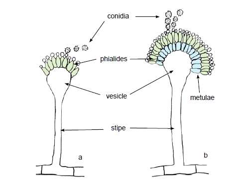 Conidial head morpholpgy in Aspergillus (a)uniseriate, (b) biseriate.