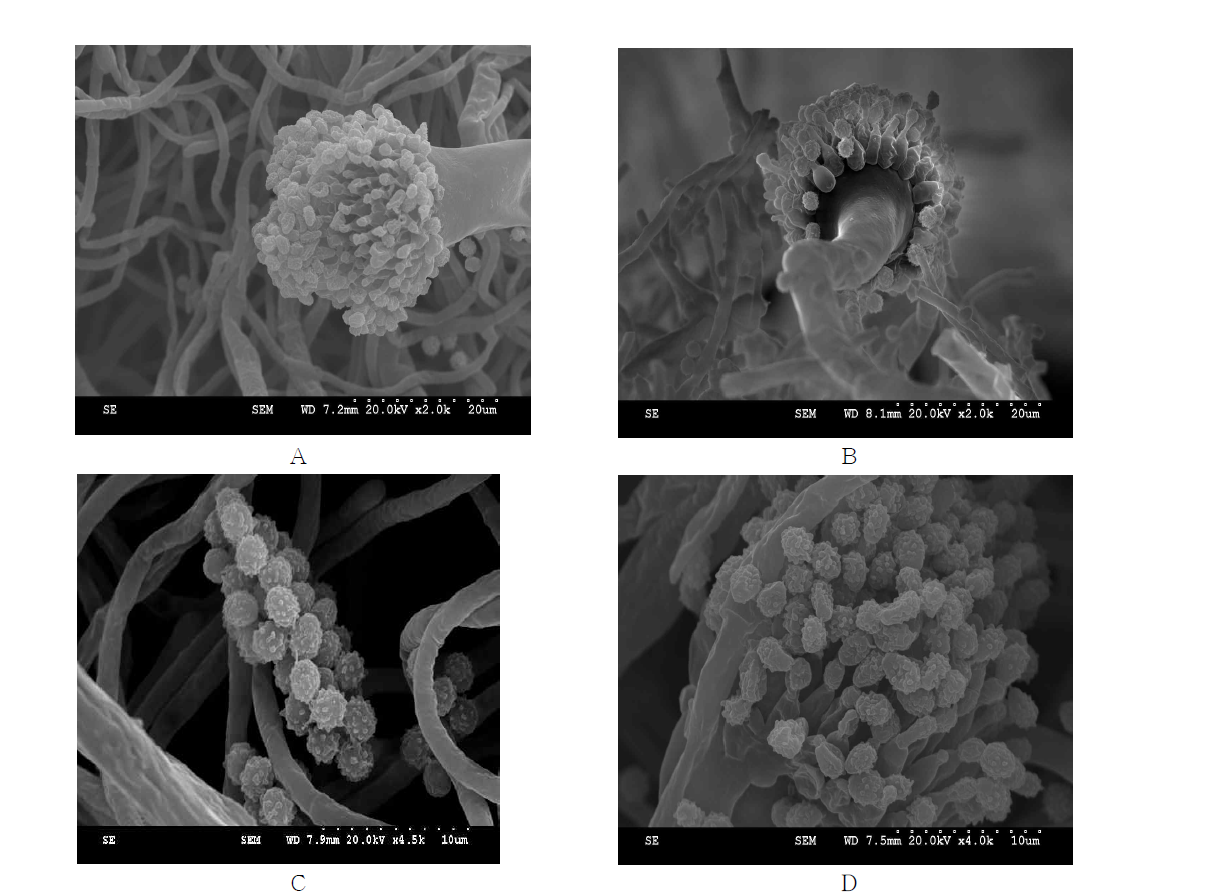 Scanning electron microscopy image of Aspergillus fumigatus