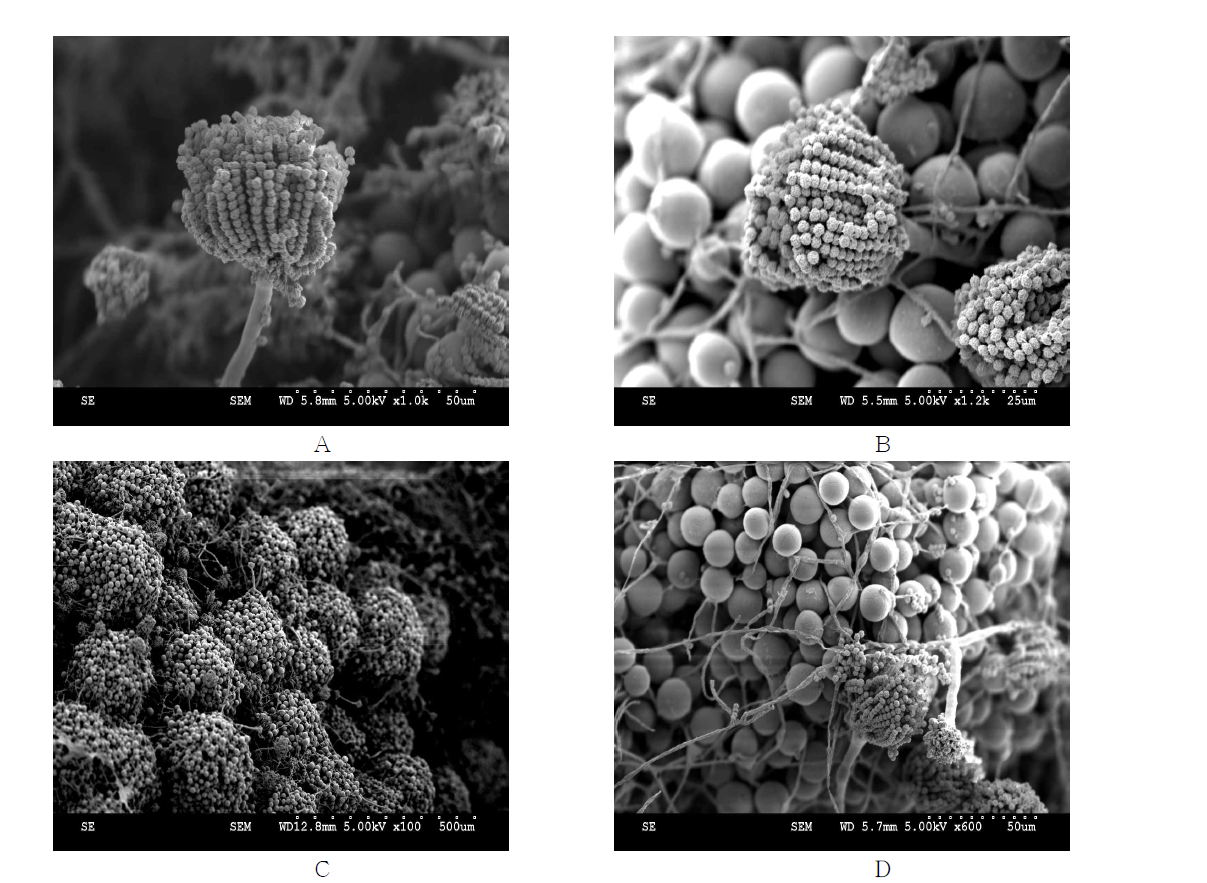 Scanning electron microscopy image of Aspergillus nidulans