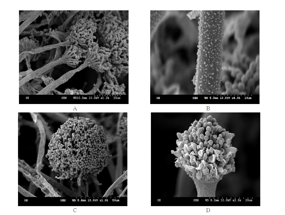 Scanning electron microscopy image of Aspergillus flavus