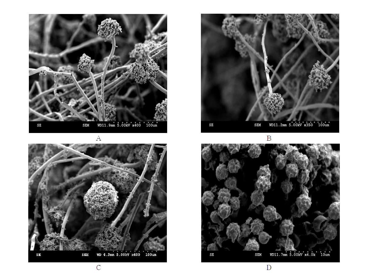 Scanning electron microscopy image of Aspergillus niger