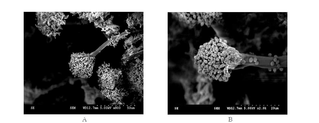 Scanning electron microscopy image of Aspergillus terreus