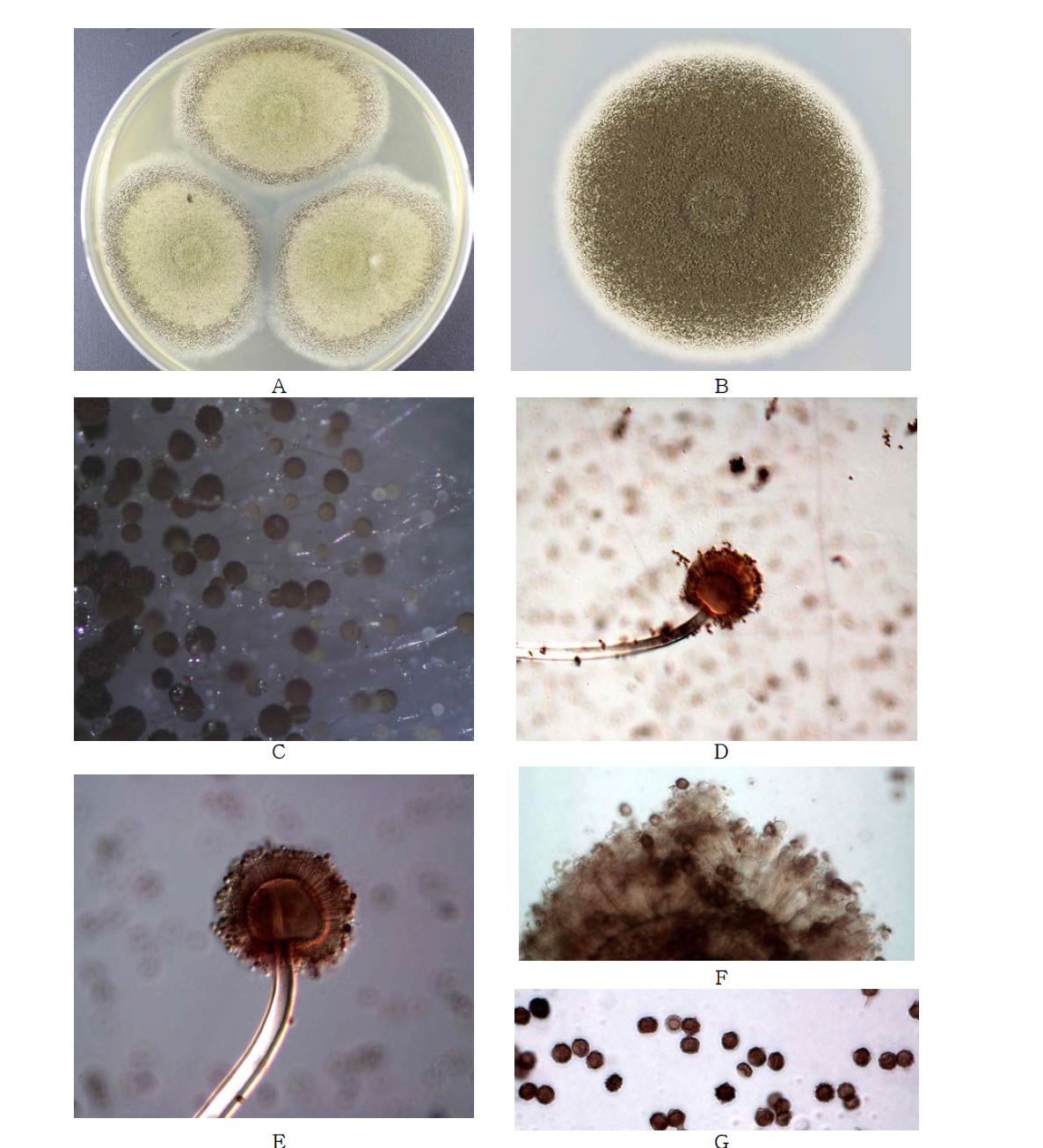 Morphological analysis of Aspergillus tubingensis