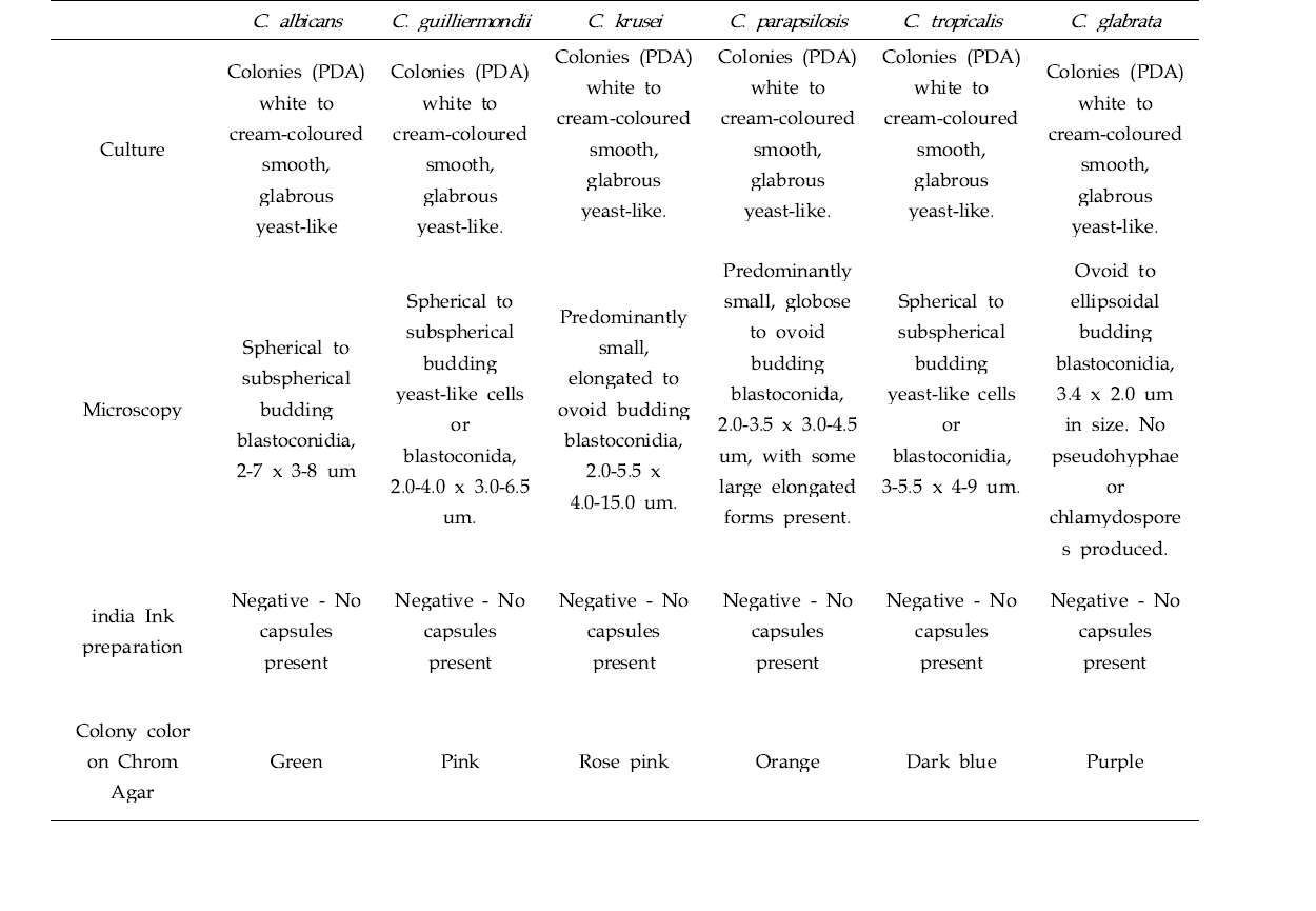 Morphological characteristics of Candida.