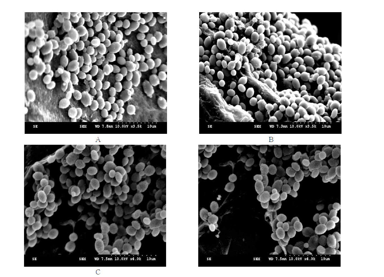 Scanning electron microscopy image of Candida parapsiolosis.