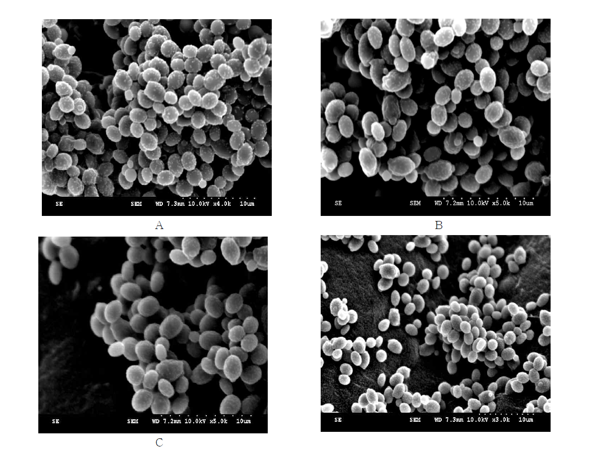 Scanning electron microscopy image of Candida glabrata.