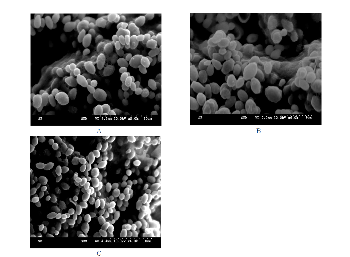 Scanning electron microscope image of Candida guiliermondii