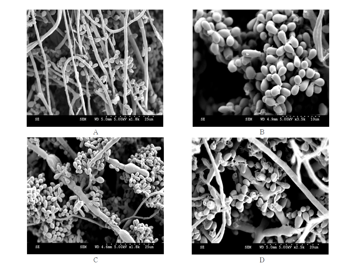 Scanning electron microscope image of Trichophyton erinacei.