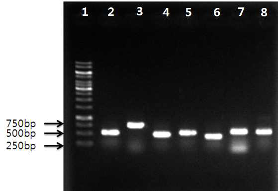 PCR Amplification of Candida albicans 7 house keeping genes