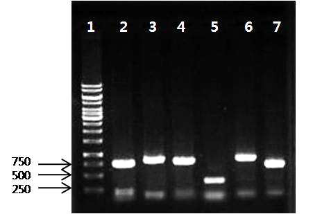 PCR Amplification of Aspergillus fumigatus 6 housekeeping genes