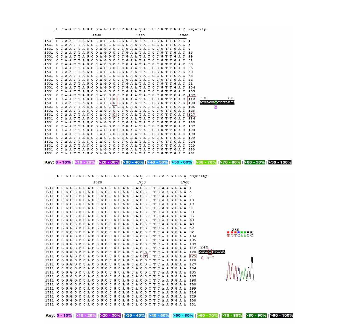 Nucleotide substitutions of LIP gene. The nucleotide of the 242–position has been substituted by T in G.