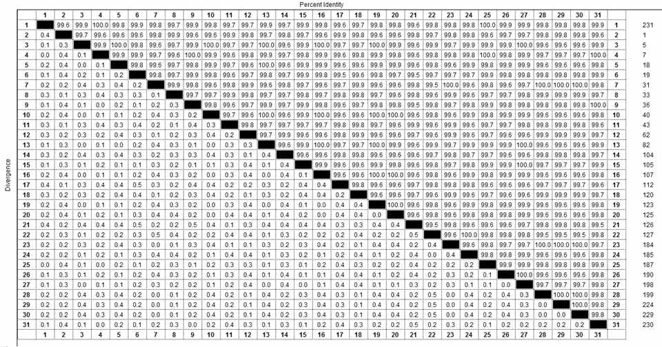 Genetic distance and identity analysis of Aspergillus.