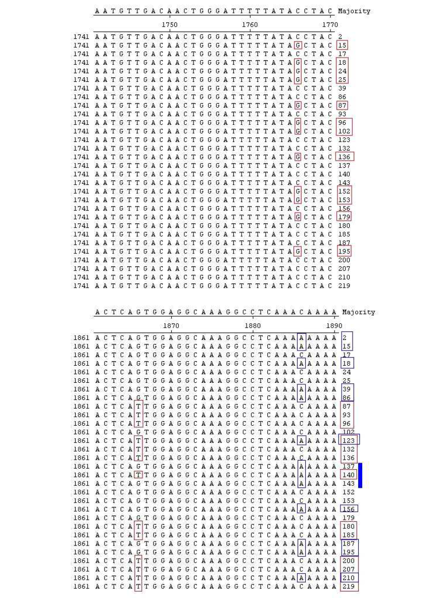 Nucleotide substitution of Trichophyton rubrum BT2 gene