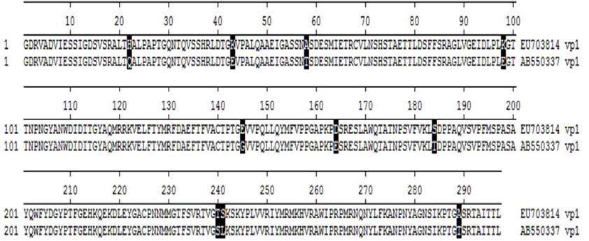 엔테로바이러스71 B4와 C4a VP1 단백질의 아미노산서열 비교