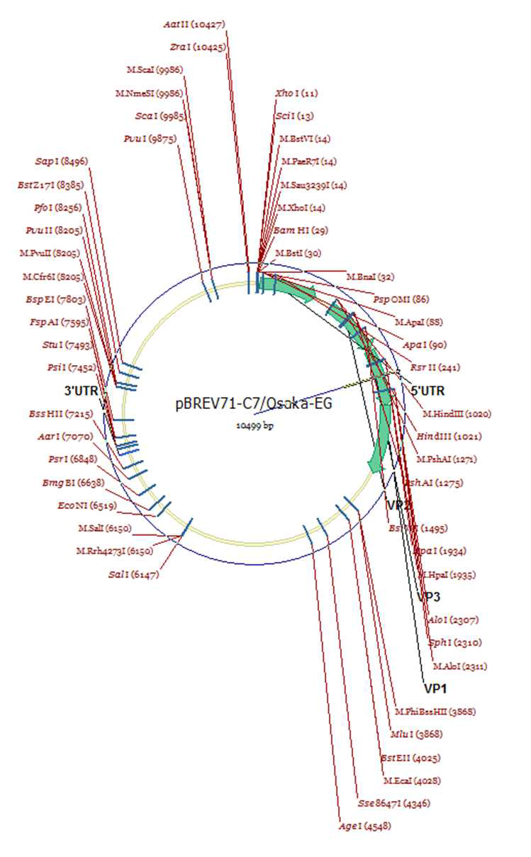 Dr. Nishimura로부터 제공받은 plasmid DNA (pBREV71-C7_osaka-EG)