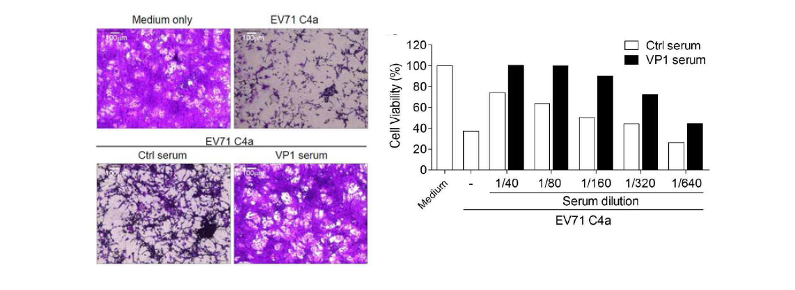 VP1 특이 항체의 바이러스 중화 효과