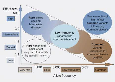 질환 유전체연구에서 allele frequency와 effect size