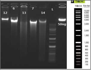 Agarose gel을 이용한 DNA 농도 체크 예시