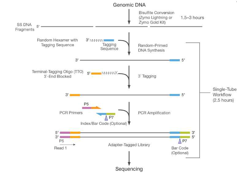 Overview of the TruSeq DNA Methylation Kit Workflow