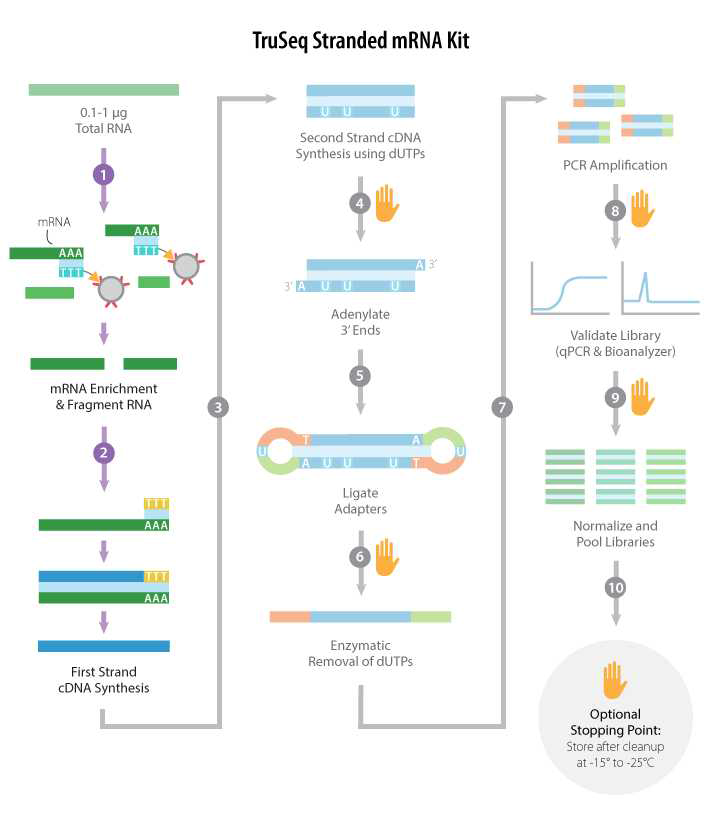 TruSeq Stranded mRNA kit workflow