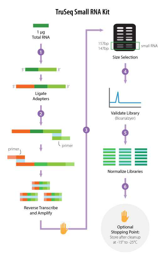 Small RNA kit workflow