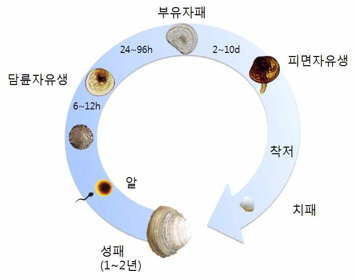 동죽의 생활사