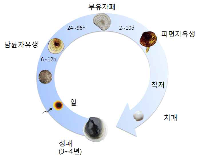 가무락 생활사