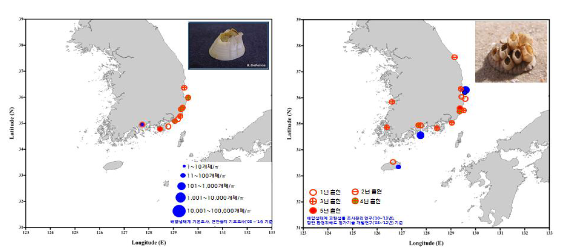 닻따개비(좌)와 흰따개비(우)의 국내분포 현황
