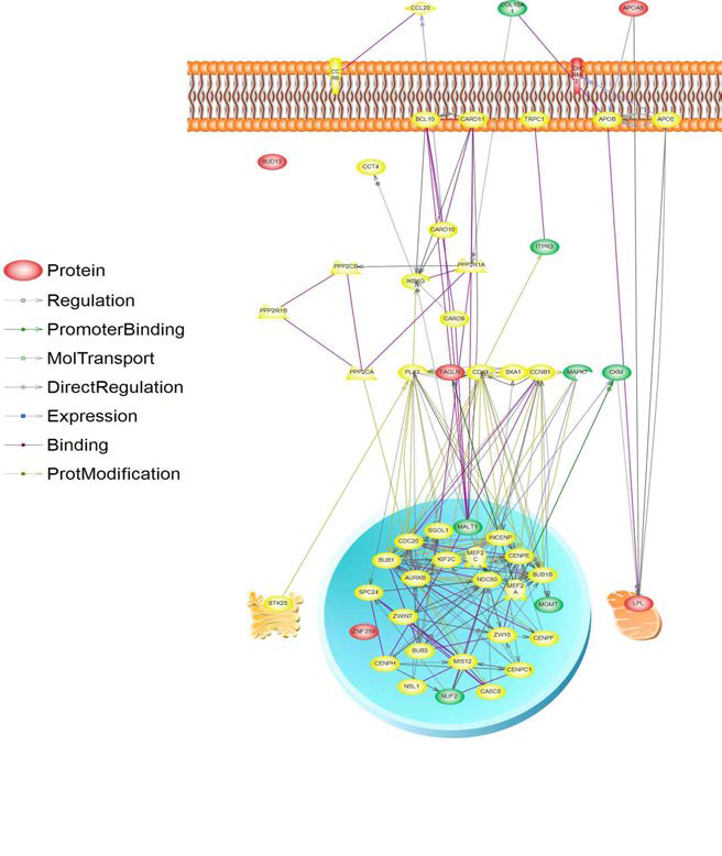 대사증후군 관련 유전자 APOA5, LPL를 통한 패스웨이 네트워크 구축