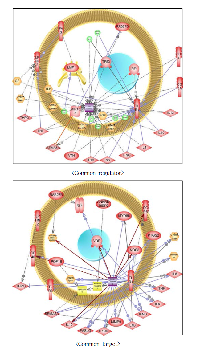 빌리루빈 형질에 대한 간질환 연관성 네트워크 구축
